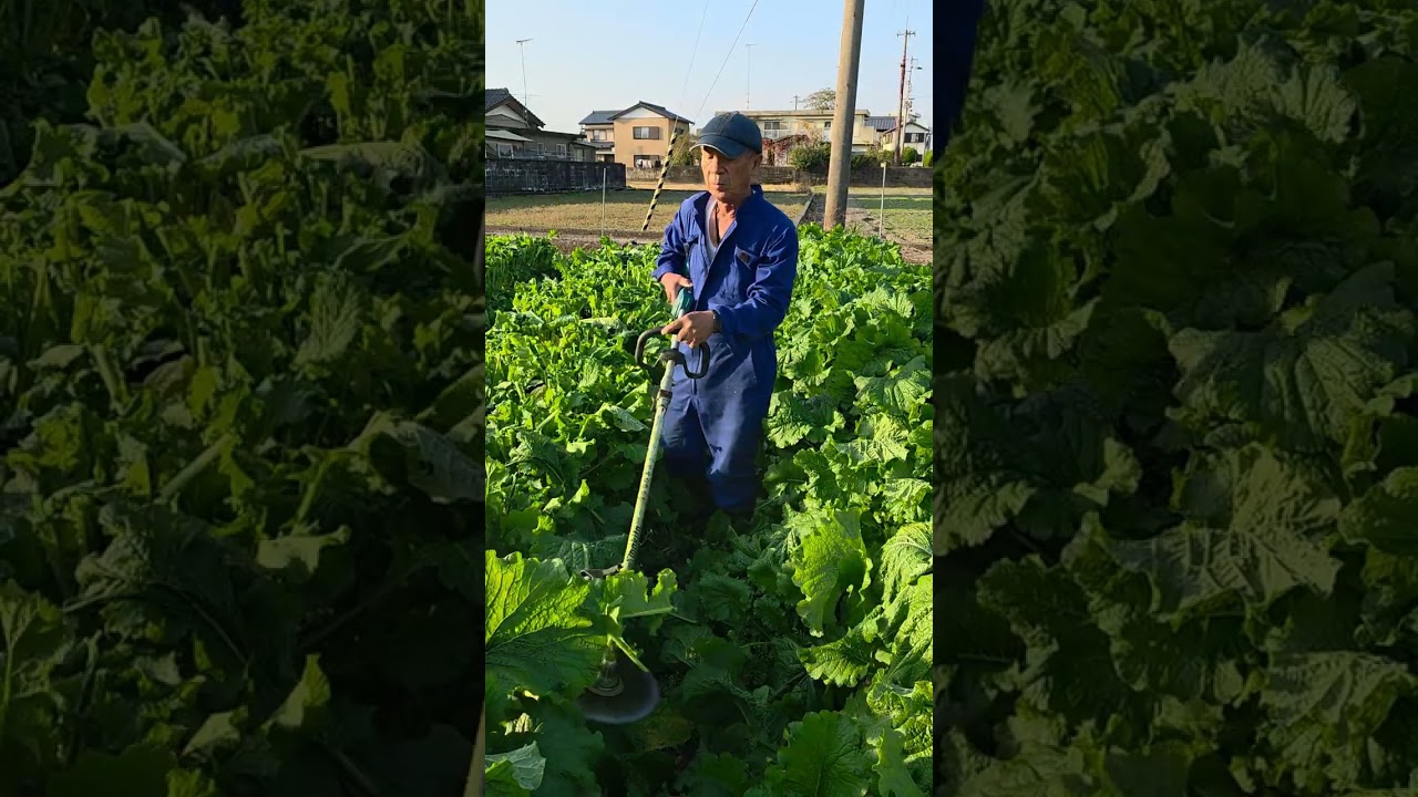 菜の花葉のカットと苗植え