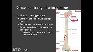 Gross Anatomy of Long and Flat Bones