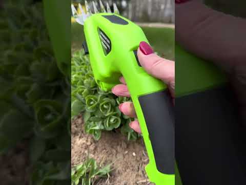 Как подстрич ОЧИТОК ВИДНЫЙ?  #цветы #сад #lifehacks #diy #лайфхаки #дача