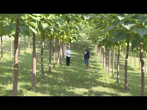 PRIČA O PLANTAŽI PAULOVNIJE - IZDVOJENO IZ EMISIJE 'KRAJIŠKA ZEMLJA' 08.10.2023.