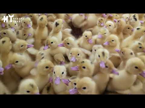 Hydina Takáč - naša práca