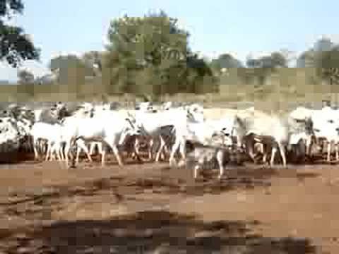 SANTA SALETE EM RIBAS 2