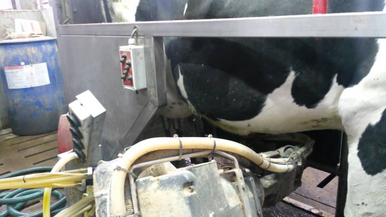 Northern Ireland milking robot in action