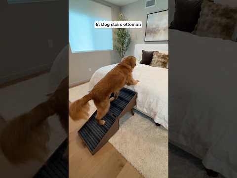 Top 10 Dog Products Of 2026 #shorts #dog
