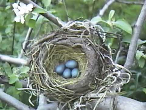 70's Documentary about the Mounce Farm Orchard, Marshfield MA "An Orchard, A Place for all Seasons"