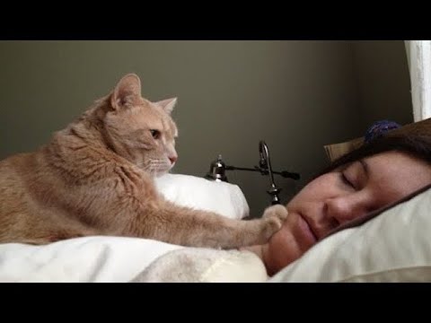 Cat wake up their owner by cute actions ⏰😸 Cute Alarm Clock Ever
