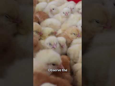 Broiler Chicken Farming broilerchicken poultryfarming chicken poultrymanagement