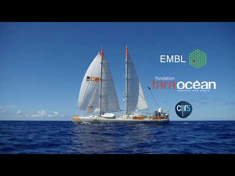 EMBL und die Tara Ocean Foundation (Deutsch)