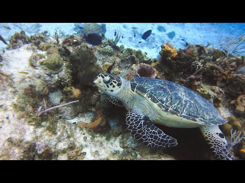 Dive-a-Long with Tony & Mary - Dressel Divers Cozumel Oct 22