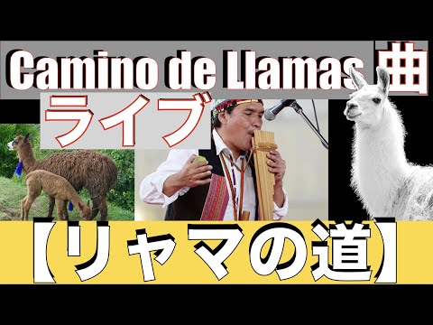 Camino de llamas リャマの道 Quena Zampoña ケーナやサンポーニャアンデス音楽ライブです
