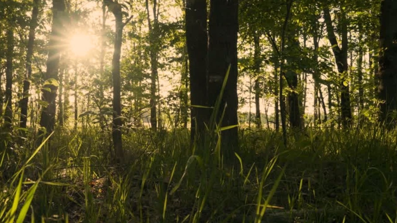 Golden Hour Forest Ambience | Sunlight Through Trees for Deep Relaxation (2 Hours)