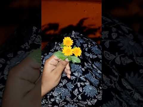 #Obsessed with these flowers 🌻✨