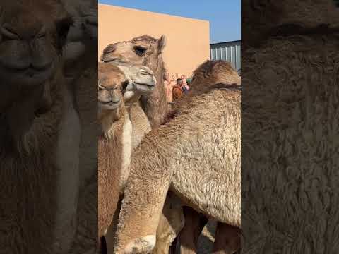 صغار الإبل من خميس هوارة داخلة شوي السلعة اليوم للسوق الاسبوعي 11/06