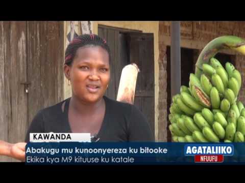 Abakugu mu kunoonyereza ku bitooke