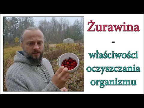Cranberry - body cleansing properties - Harde Kopyto 15