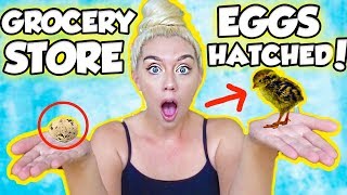 I HATCHED AN EGG FROM THE GROCERY STORE! SO SHOCKING AND AMAZING