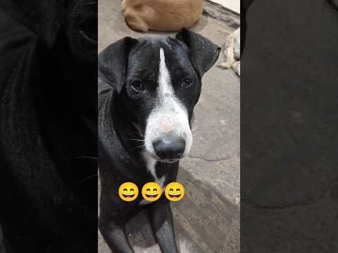@krishik6549 #funny#dog#voiceforvoiceless#streetdog#animals.
