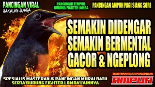 Download lagu PANCINGAN MURAI BATU PILIHAN UNTUK MELATIH MENTAL JUARA | murai batu | shamabird mp3 Download lagu PANCINGAN MURAI BATU PILIHAN UNTUK MELATIH MENTAL JUARA | murai batu | shamabird mp3