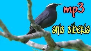 Download lagu Suara Burung Anis Siberia #burungmasteran #masteranburung mp3