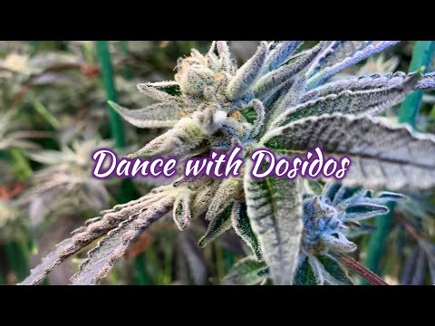 Dosidos Review by Brian at TUCSON SAINTS