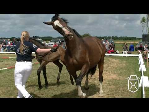 NF248 Stutfohlen von Colman - Contender - Reichsgraf