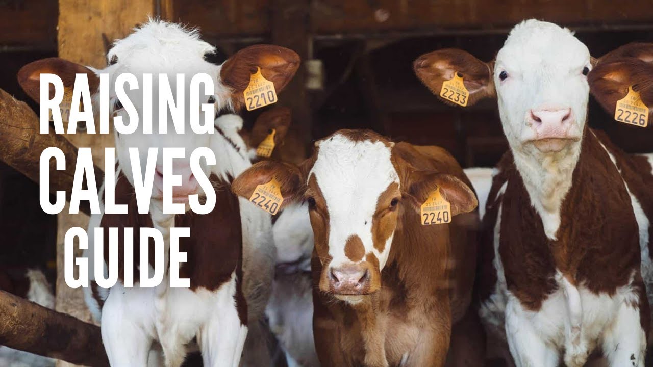 Raising Calves 101: A Comprehensive Guide for Beginners