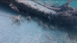  Limited out!Lobster mini season 2025 Miami Florida 