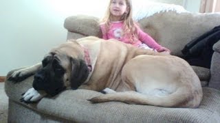 A Bark Away Dog Training