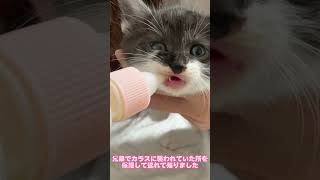 子猫が初めてミルクを飲む姿に悶絶しました