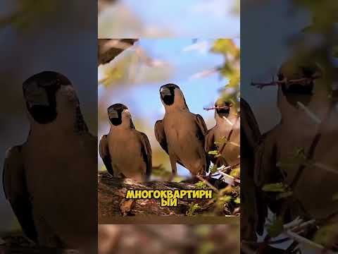 Аллах создал ее