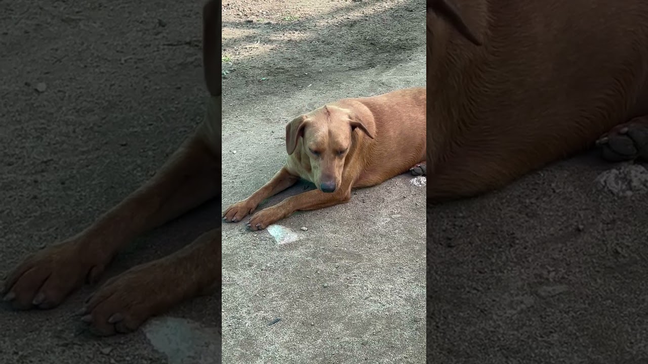 Enlarge Coco, a ADOPTABLE Mixed Breed in Milwaukie, OR video 6/6