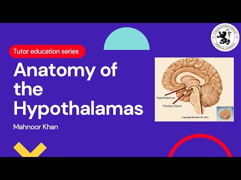 Anatomy of Hypothalamus