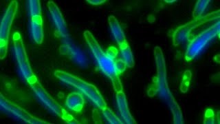 Bacterial cell walls, antibiotics and the origins of life