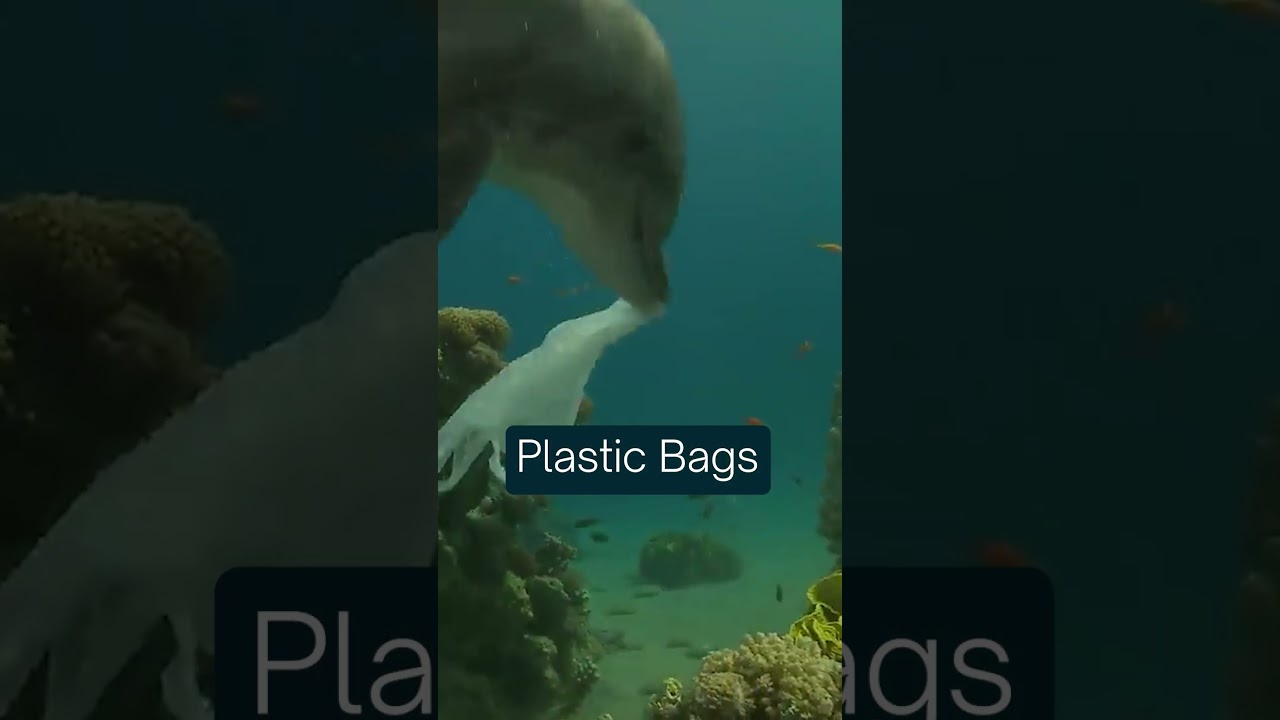 What is the most common type of litter that litters the oceans?