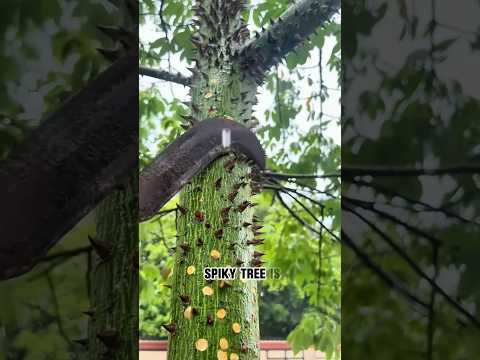 Bombax ceiba #Pflanzen #Baum #Ceiba