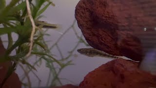 Least Killifish mating