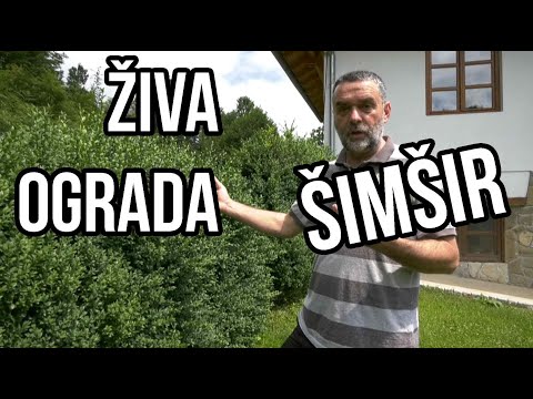 Živa ograda-izbor-šimšir