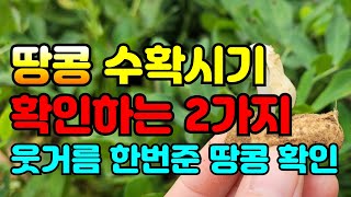 땅콩 수확시기 알수있는 2가지방법.늦게하면 생기는 일