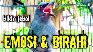 Download lagu srigunting abu abu gacor AMPUH buat PANCINGAN srigunting abu biar bunyi | burung srigunting gacor mp3 Download lagu srigunting abu abu gacor AMPUH buat PANCINGAN srigunting abu biar bunyi | burung srigunting gacor mp3