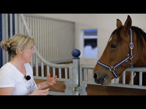 Wenn Pferde schreien könnten! Was ist schuld an Bocken und Triebigkeit? Pferdehalterin sucht Hilfe