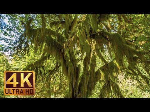 3 Hours Virtual Journey to Amazing Hoh Rain Forest in 4K | Summertime Scenery + Beautiful Music