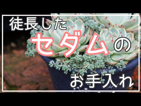 パープルチュート 植物
