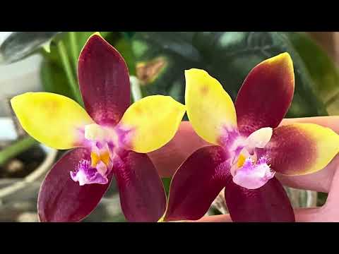 Orchids and House plants in bloom and spike_30 June 2024