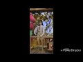 Min From Barney S Talent Show Dancing To Puttin On A Show