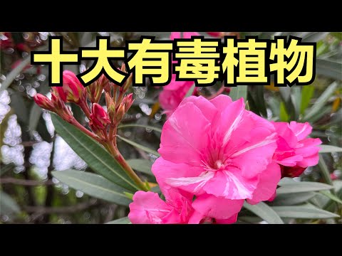 莖有刺的植物