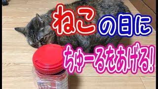【猫の日】#01 ネコの日にちゅーるをあげてみた！