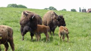preview picture of video 'Bison - American Bison'