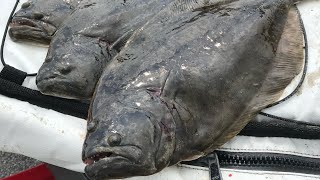 A Keeper Flounder Everyday | No Shortage | Flounder Season Pt 2