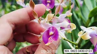 Download lagu Jual Murah Anggrek Dendro Bulat Keriting Rimbunan Jumbo Tinggi Anggrek Mini bunga besar dan Cerah mp3