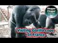 Visiting Lope's New Home In France - Gorilla Camp Zoo du Bassin d'Arcachon, France